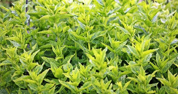 南部の庭の害虫対策、もう悩まない！今すぐできる効果的な方法