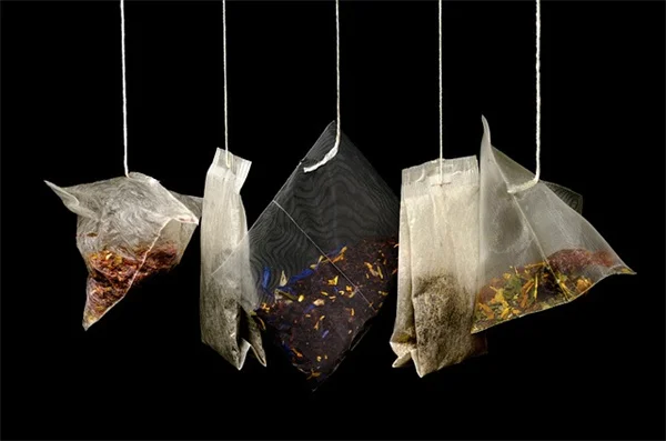 葉っぱだけで植物を当てるのは意外と難しい！初心者が間違えがちな5つのポイント