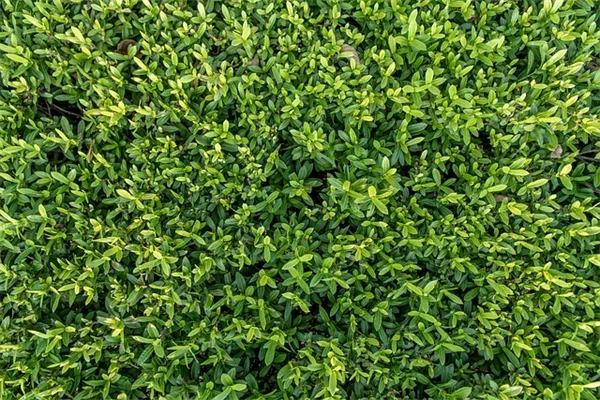 レイズドベッドの排水性を劇的に改善するプロの技5選