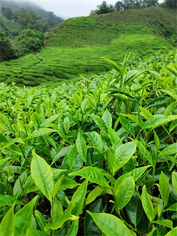 ピスタチオ栽培の実体験から学ぶ！害虫・病気の対策と予防のコツ