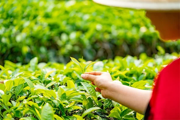 サウスセントラル地方のつる植物、失敗しない選び方と育て方のコツ