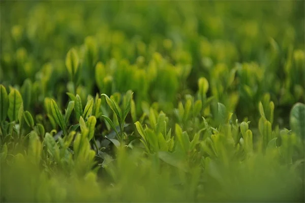 耐寒多年生植物5選：私の庭で実証した寒冷地でも毎年咲く品種